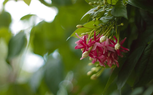 Close-up of pink flower blooming outdoors