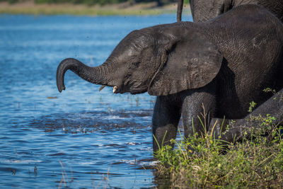 African elephant at waterhole in forest