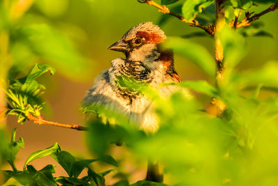 Bird perching on a plant