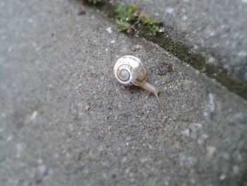 Close-up of snail