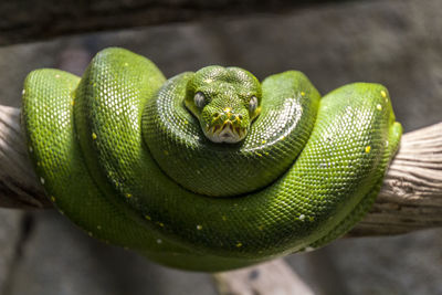 Close-up of snake