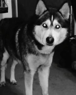 Close-up portrait of dog standing at home