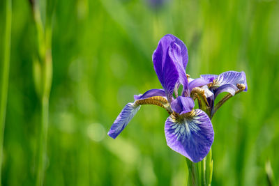 Close-up of purple iris flower