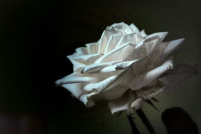 Close-up of white flowers against black background