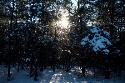 Trees against sky during winter