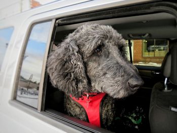 Close-up of dog in car