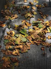 High angle view of dry maple leaves