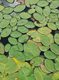 High angle view of leaves floating on lake