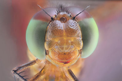 Close-up of insect