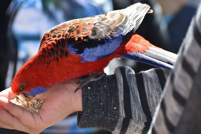 Close-up of a hand holding bird