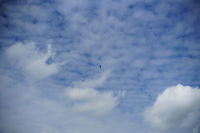 Low angle view of bird flying in sky