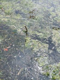 High angle view of fishes swimming in lake
