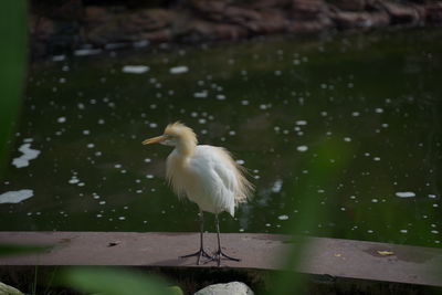 Bird perching on a lake