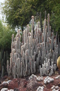 Cactus growing on rock