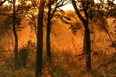 Trees in forest