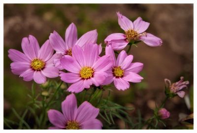 Close-up of flowers blooming outdoors