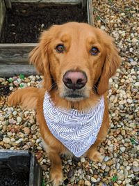 High angle portrait of dog on pebbles