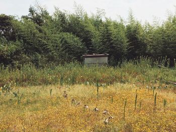 Plants growing on field against trees in forest