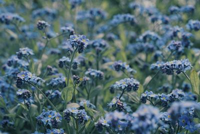 Field of forget-me-not flowers