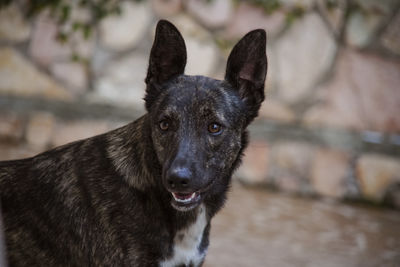 Close-up portrait of a dog