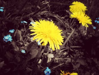 Close-up of yellow flower