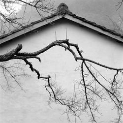 Bare tree against the sky