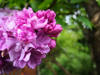 Close-up of pink flowering plant