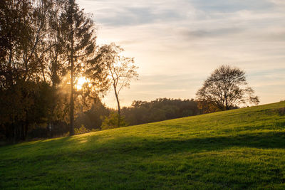 Trees on field against sky during sunset