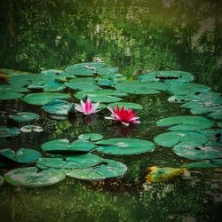 Pink lotus water lily in lake