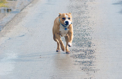 Dog standing on beach