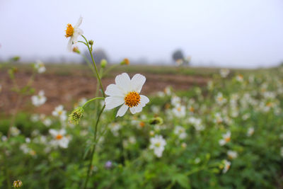Close-up of white flowering plant on field