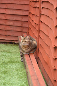 Cat sitting on grass