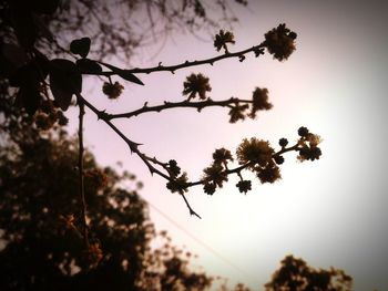 Low angle view of silhouette tree against sky