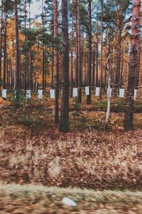 Trees in forest during autumn