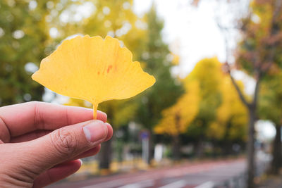 Close-up of hand holding yellow flower