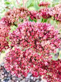 Close-up of pink flowers