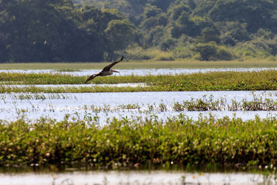 Bird flying over lake against trees