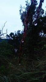 Low angle view of trees on field against sky