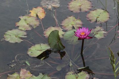 Close-up of water lily in pond