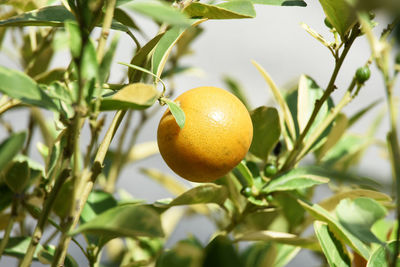 Ripe orange fruit on the tree