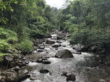 Stream flowing through rocks in forest
