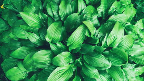 Full frame shot of green leaves