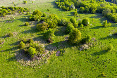 Aerial view of green pasture with small natural drinking ponds for buffallos and farm animals