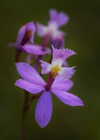 Close-up of purple flowers blooming outdoors