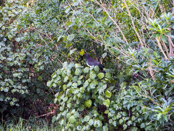 High angle view of purple flowering plants on land