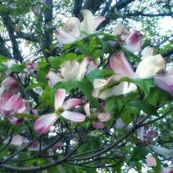 Low angle view of pink flowers blooming on tree