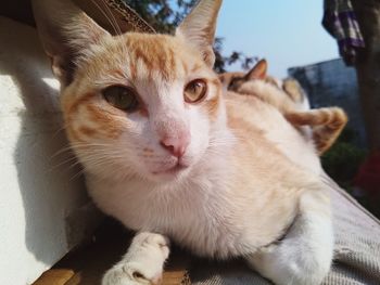 Close-up portrait of cat relaxing at home