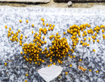 Close-up of yellow flowering plant on field