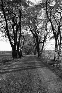 Road amidst trees on field