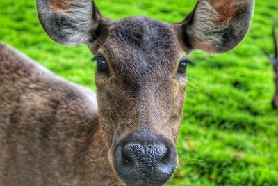 Close-up portrait of deer